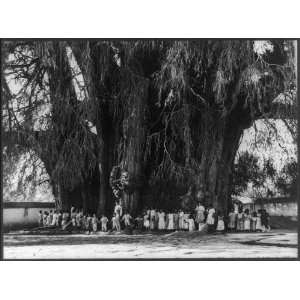  Tree of El Tule,people,gathered,crowds,holding hands 