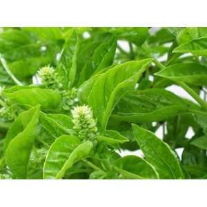 Basil Leaf Ground 16oz 1 Pound