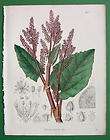 oriental rhubarb rheum australe plant flower 1858 botanical color h