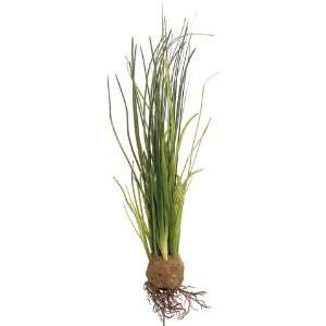  16 Beach Grass Plant W/Roots Green (Pack of 12): Pet 