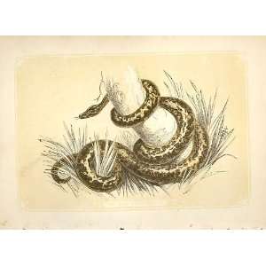  The Boa Constrictor 1860 Coloured Engraving Snakes