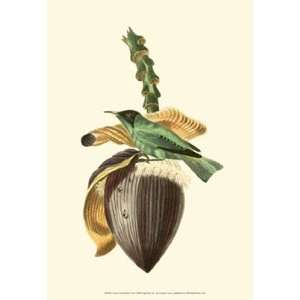  Cuvier Exotic Birds VIII by Baron cuvier Georges 13x19 