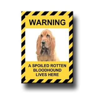  Bloodhound Spoiled Rotten Fridge Magnet: Everything Else