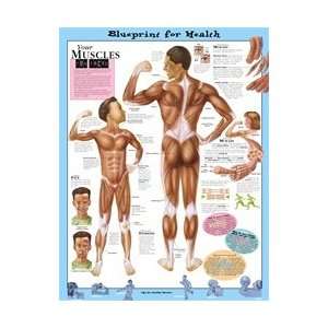 Blueprint for Health Your Muscles Anatomical Chart  