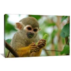Little Monkey   Gallery Wrapped Canvas   Museum Quality  Size 48 x 