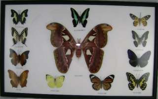 12 Butterflies Moth 13x21 BM012 Butterfly Collection  