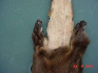 Missouri River Otter pelt w/ft Taxidermy Tanned Mount  