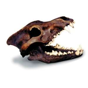  Dire Wolf Skull W/Stand Tarpit Finish Toys & Games
