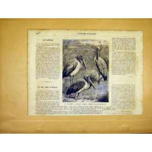 Bird Tantale Festons Roses Animal French Print 1865
