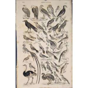  Bird Birds Eagle Owl Crow Antique Old Print Fine Art: Home 