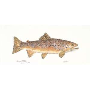 Brown Trout    Print