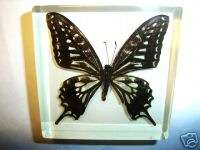 Real Butterfly Specimen   Swallowtail   Papilio xuthus  