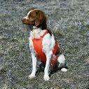 Tummy Saver Dog Hunting Vest Blaze Orange Large FREE SHIPPING 
