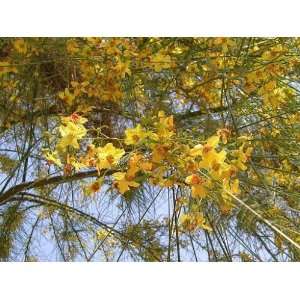  3 Seeds Parkinsonia aculeata JERUSALEM THORNrare Patio 