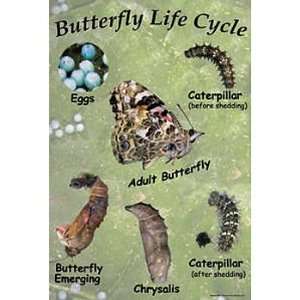 Painted Lady Butterfly Life Cycle Chart:  Industrial 