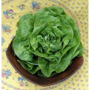  Butterhead Lettuce Seeds   Rhapsody: Patio, Lawn & Garden