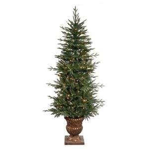  6 Potted Norwood Fir 200Cl: Home & Kitchen