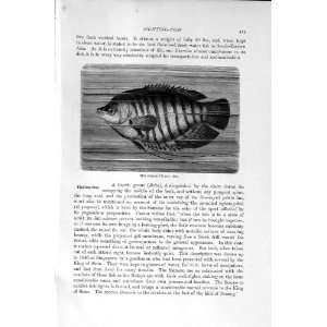   : NATURAL HISTORY 1896 PIKE HEAD FISH GURAMI FIGHTING: Home & Kitchen