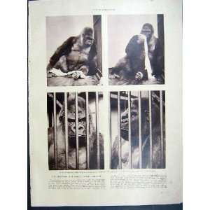  Gorilla Zoo Animal Mammal French Print 1935