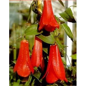  Chilean Bells 6 Seeds/Seed   Lapageria: Patio, Lawn 
