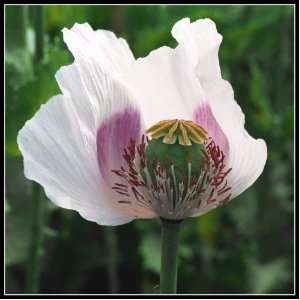  100 + Seeds. Papaver somniferum. Organic White Afghan 