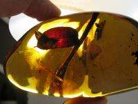   Leaf and Stem w/ Insects Fossil Amber Inclusions Chiapas Mexico  