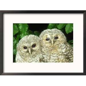 Tawny Owl, Strix Aluco Chicks, Close up Portraits W. Yorks, UK Art 