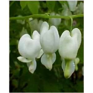  Alba White Bleeding Heart   Dicentra   Shade   Potted 
