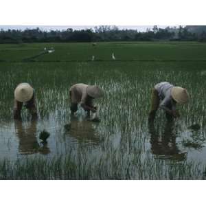 Women in Conical Hats Plant Young Rice Plants in Rice 