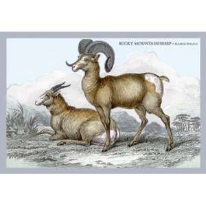  Rocky Mountain Sheep   Male & Female 20x30 poster