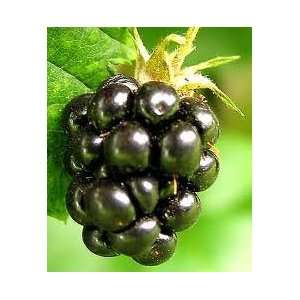  10 blackberry bush seeds Patio, Lawn & Garden