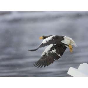 Stellars Sea Eagle (Haliaeetus Pelagicus) Takes Flight from Sea Ice 