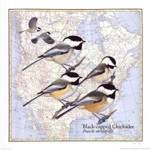   Capped Chickadee   Poster by David Sibley (18x18)