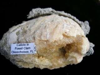 calcite clam fossil from famous ruck s pit lake okeechobee in florida 