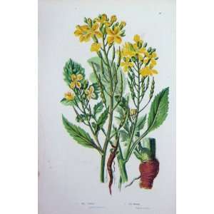  C1870 Anne Pratt Plants Wild Radish Sea Yellow Flowers 
