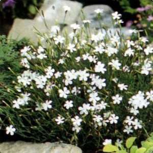  Dianthus deltoides  White  50 Seeds Patio, Lawn & Garden
