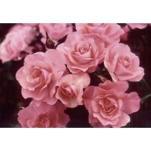  Passionate Kisses (Rosa Floribunda)   Bare Root Rose 