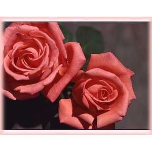  Tropicana (Rosa Hybrid Tea)   Bare Root Rose: Patio, Lawn 