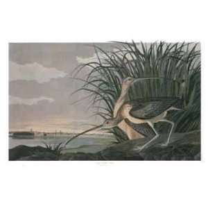    Long Billed Curlew by M. Bernard Loates, 40x27