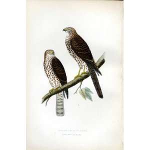  Levant Sparrow Hawk Bree H/C 1875 Old Prints Birds *2 