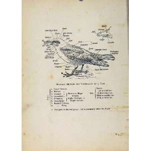   Birds Of Britain By Dresser Diagram Showing Topography