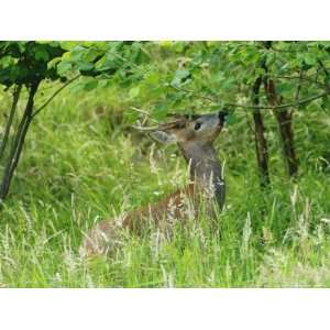 Roe Deer, Buck Reaching up to Eat Spring Leaves, Sussex, UK 