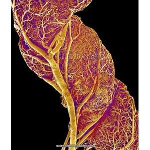  Small intestine blood vessels, SEM Framed Prints