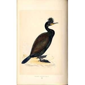  H/C British Birds 1St Ed Morris Green Cormorant