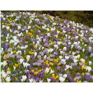    24 CROCUS FLOWER BULBS, 4 colors/species Patio, Lawn & Garden