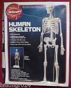 1994 Skilcraft Human Skeleton Model Kit w/Display Stand  