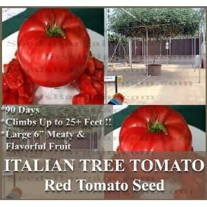  1 oz (8,000+) RARE ITALIAN TREE TOMATO SEEDS   LARGE Meaty 