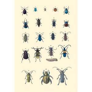 Insect Study #2 28x42 Giclee on Canvas