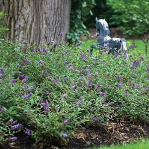  Butterfly Bush Lo and Behold Blue Chip