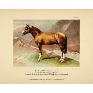   Russian Horse Karabakh   Original Chromolithograph